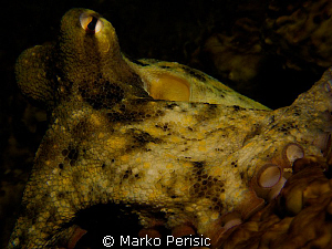 Gloomy Octopus. Octopus tetricus. by Marko Perisic 